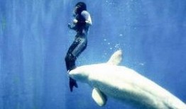 白鲸在线观看,探寻海洋巨兽的传奇故事